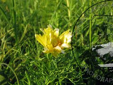 Горицвет весенний 003